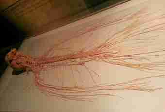 What is central nervous system