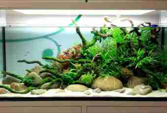 Why in an aquarium water turns green