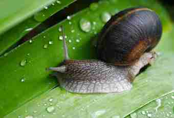 How to feed an aquarian snail