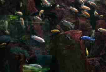 What the behavior of aquarium fishes depends on