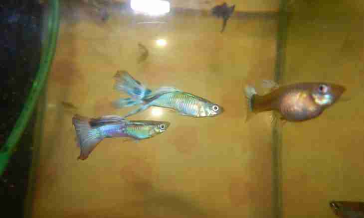Than to treat aquarian guppies for plavnikovy decay