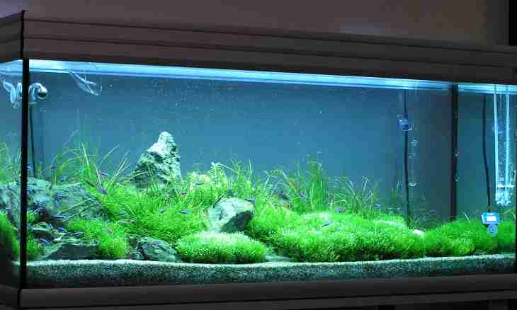 How to get rid of greens in an aquarium