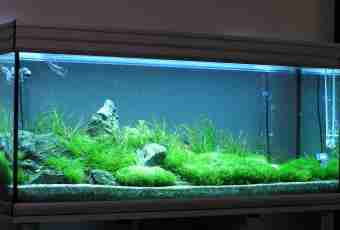 How to get rid of greens in an aquarium