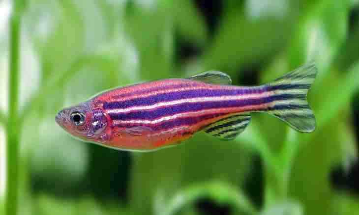 How to distinguish a female from a male danio
