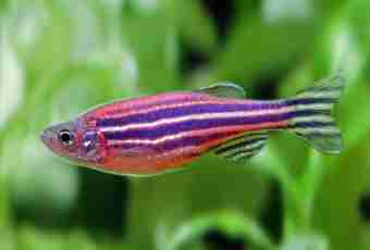 How to distinguish a female from a male danio