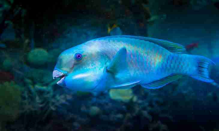 Fish parrot: pluses and minuses