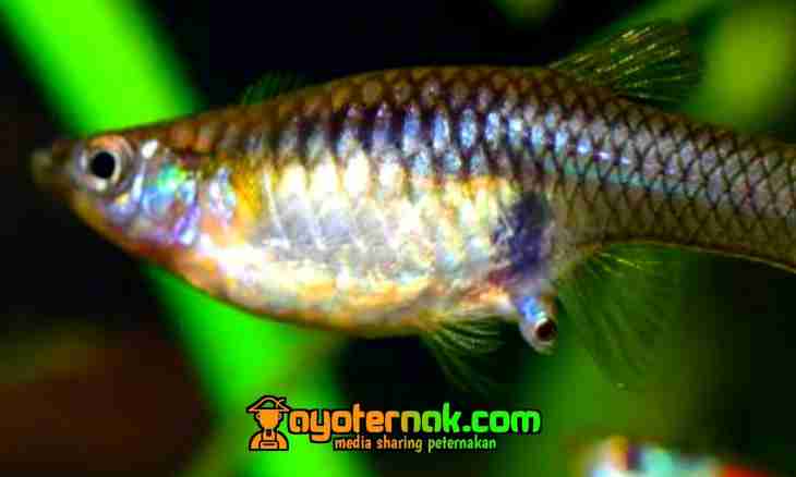How to distinguish males and females of the guppy
