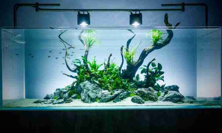 How to wash plants from an aquarium