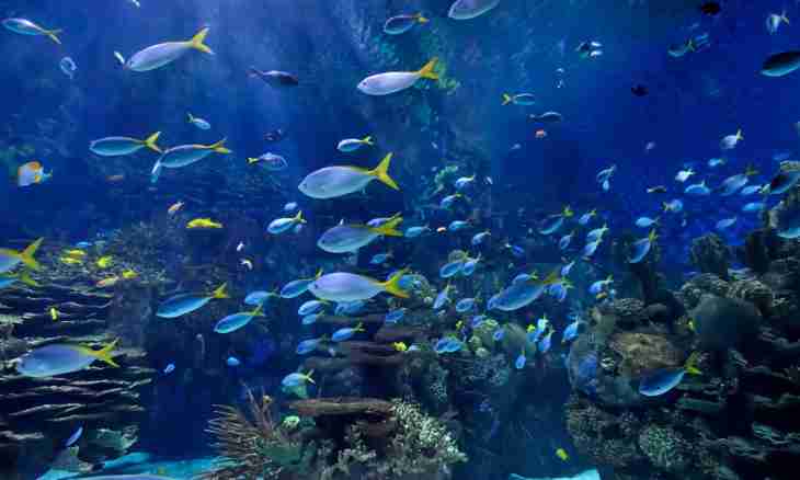 How many there live aquarium fishes