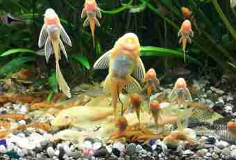The most unpretentious aquarium fishes