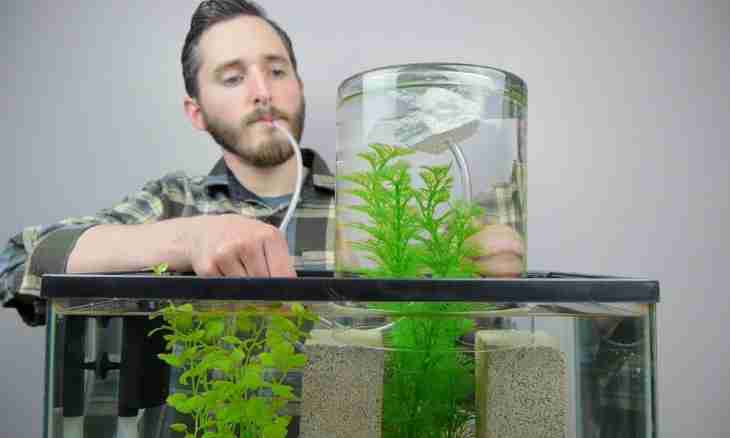 How to change water in a small aquarium