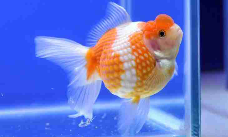 How to breed goldfishes