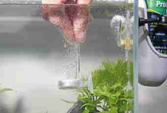 How to purify water in an aquarium