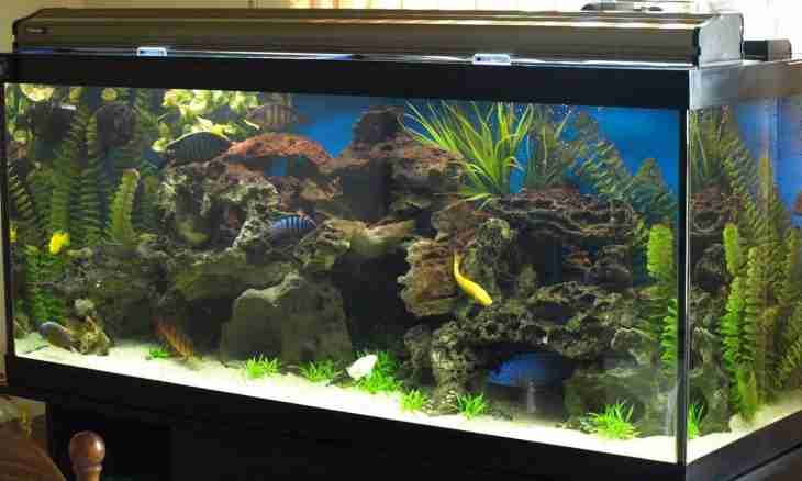 Why in an aquarium with small fishes water quickly grows turbid