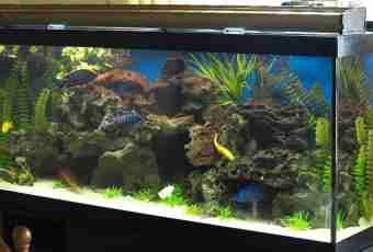Why in an aquarium with small fishes water quickly grows turbid