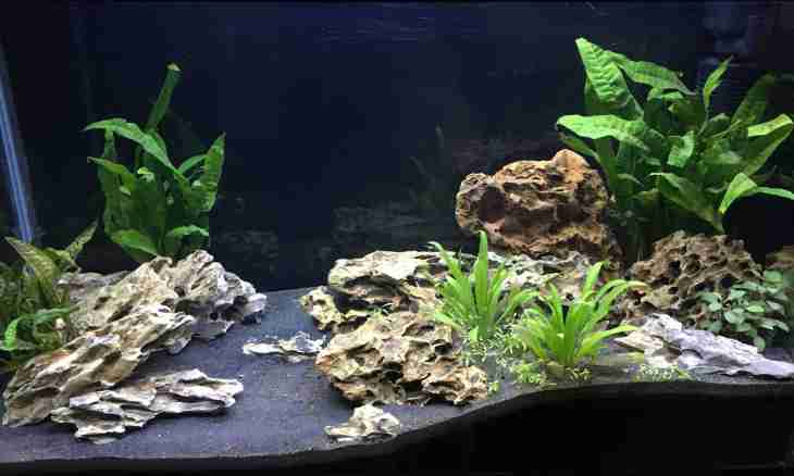 What soil to choose for an aquarium