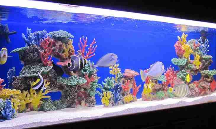 How to support aquarium fishes