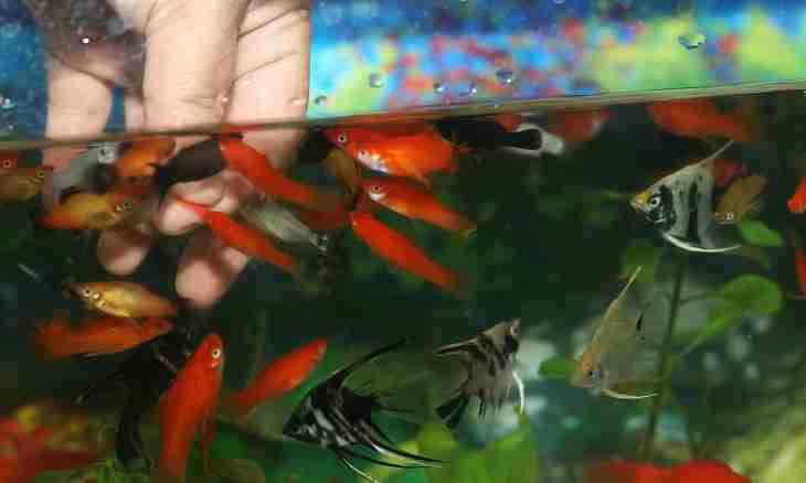 Aquarium fishes and care for them