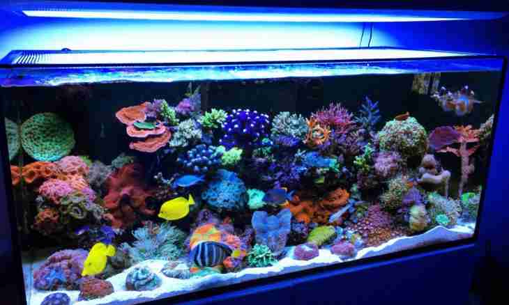 What aquarium to get: fresh or sea