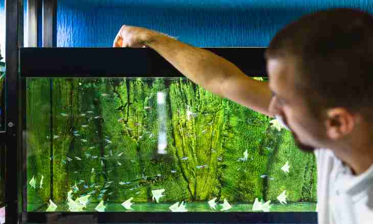 How to keep fishes in an aquarium