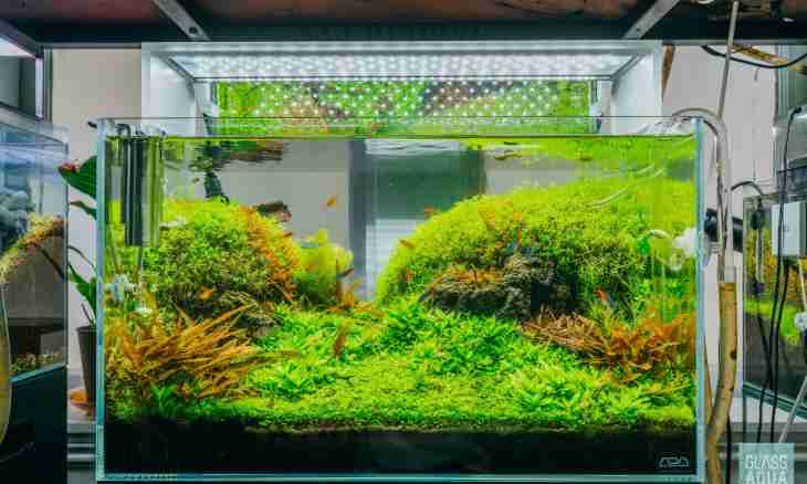 How to clear an aquarium of green seaweed on glasses