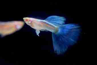 How to distinguish small fishes a female from a male