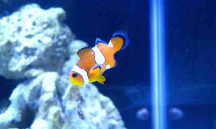 How to support a clownfish of the house