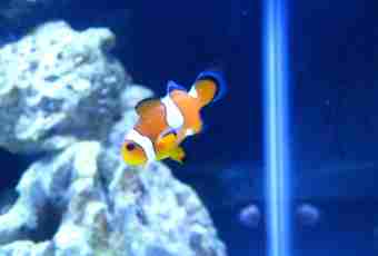 How to support a clownfish of the house