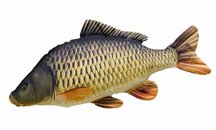 Carps, which: types of fishes