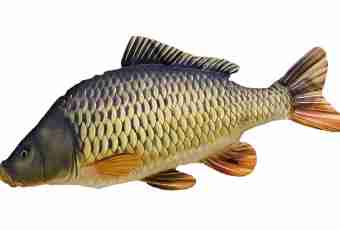 Carps, which: types of fishes