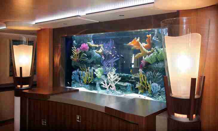 How to choose small fishes and an aquarium upon purchase