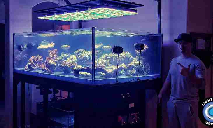 Why water in an aquarium grows turbid