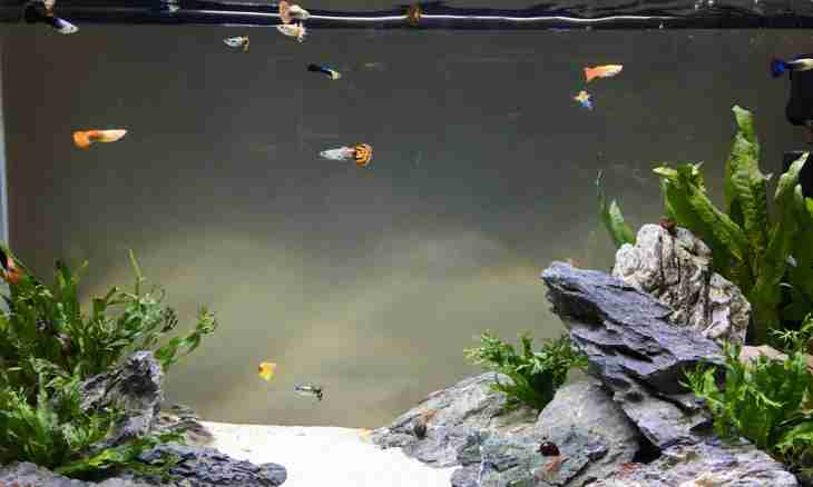 Small fish for a small aquarium: how to choose