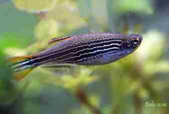 What the small fish danio is interesting by