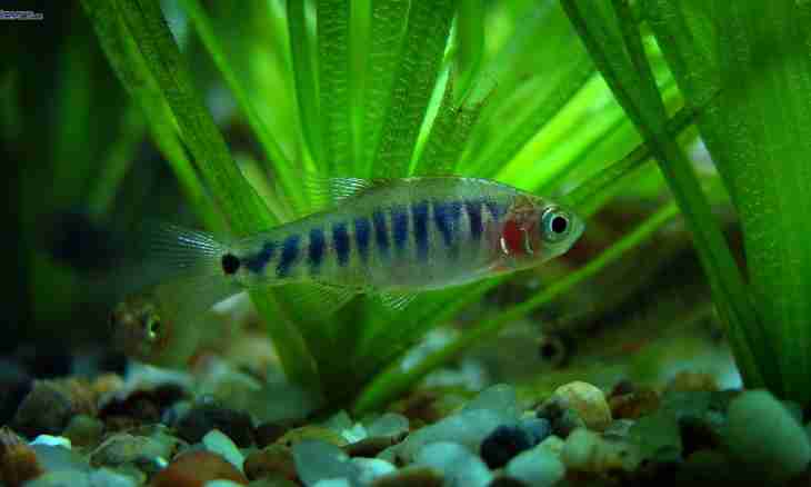 As the aquarium fish Danio breeds: terms