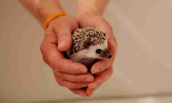 How to find a hedgehog