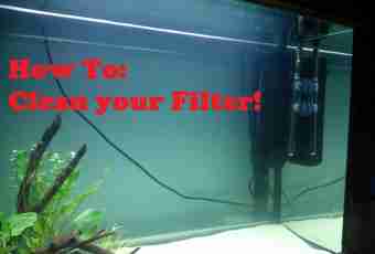How often it is necessary to change water in an aquarium