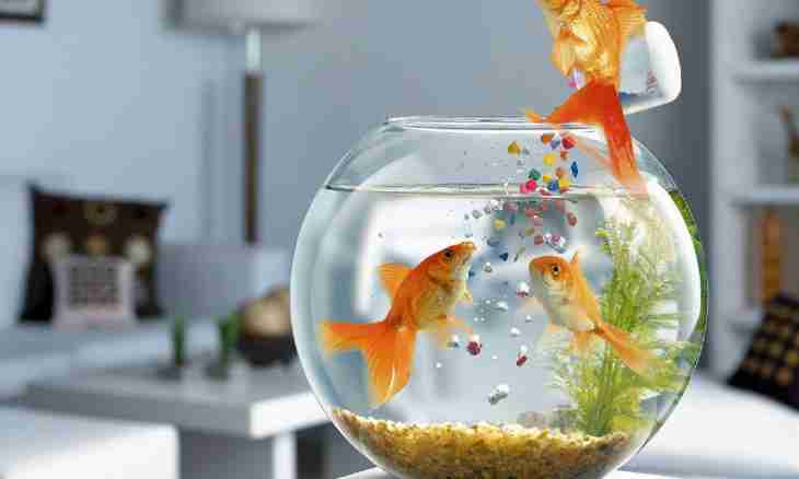 How to look after an aquarium with small fishes