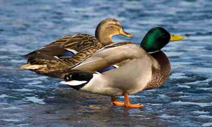 How to distinguish a male of an Indo-duck from a female