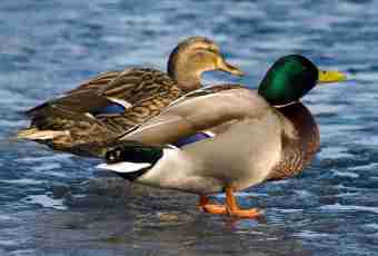 How to distinguish a male of an Indo-duck from a female