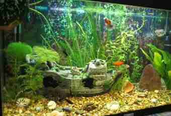 How to support small fishes in an aquarium