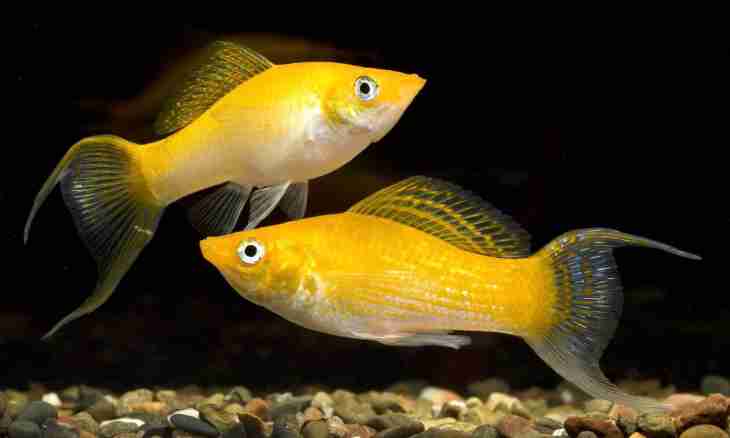 As goldfishes breed