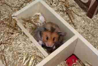 How many there live hamsters in house conditions
