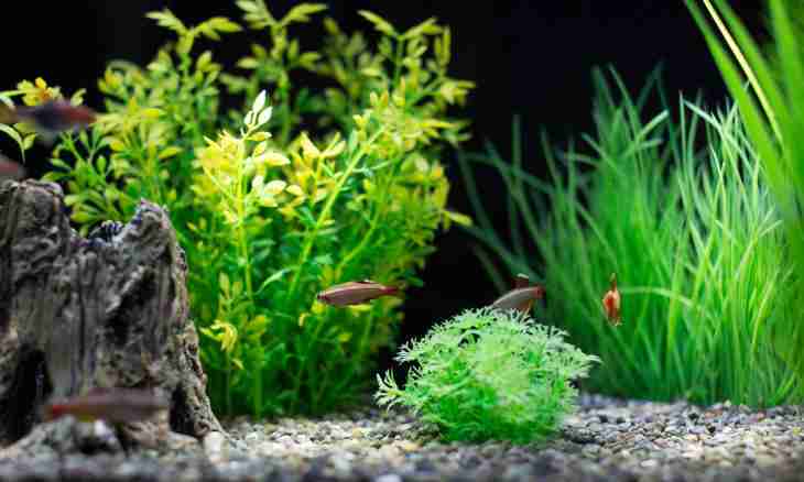 How to choose plants for an aquarium