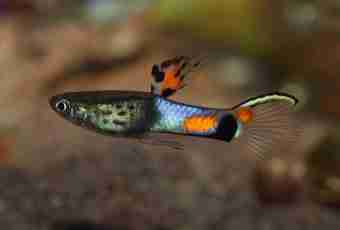 What is necessary for small fishes of the guppy