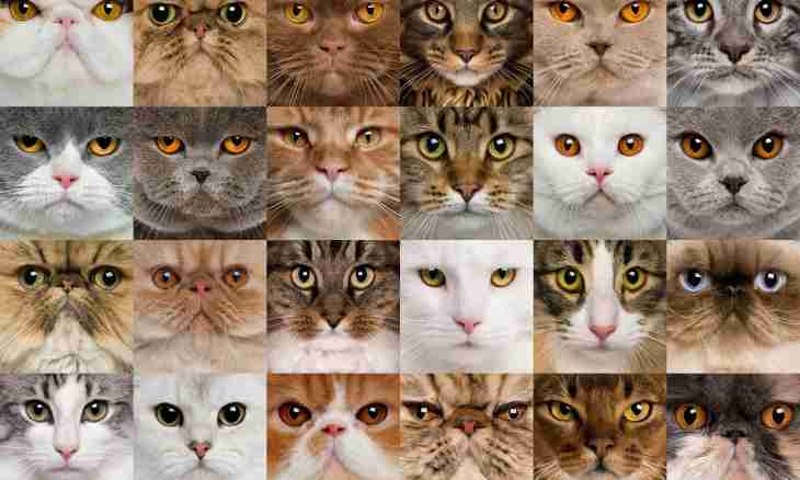 What most widespread names of cats