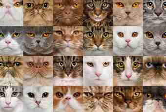 What most widespread names of cats