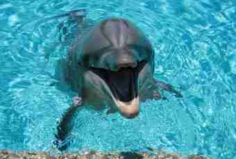 As aquarian dolphins look