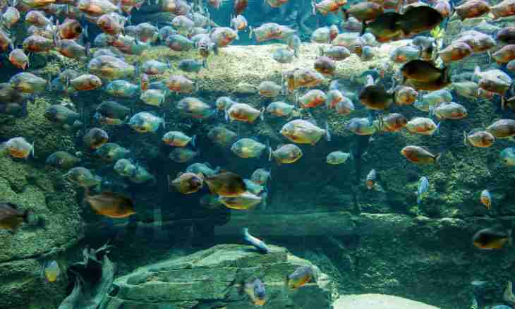 How to bring aquarium fishes