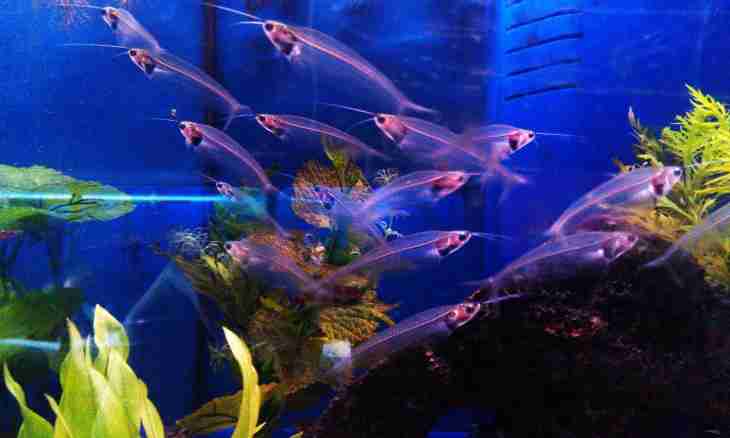Aquarium fishes: compatibility of types